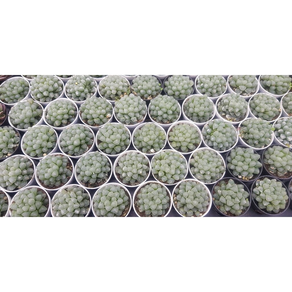 ต้นหยดน้ำ-haworthia-cooperi-ฮาโวเทีย-หยดน้ำ-ไม้อวบน้ำ-กุหลาบหิน-cactus-amp-succulentหลากหลายสายพันธ์-รับประกันสินค้า