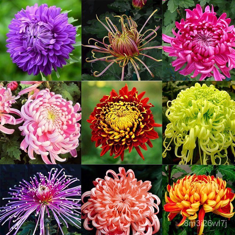 เมล็ดพันธุ์-ถูก-คละ-เมล็ดพันธุ์-ดอกเบญจมาศ-aster-chrysanthemum-flower-seeds-เเมล็ดดอกไม้-บรรจุ-200-เมล็ด-คุณภาพดี-ราคาถ
