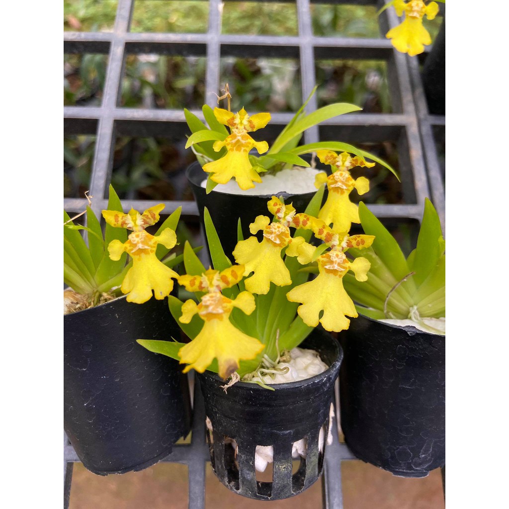 กล้วยไม้ออนซิเดียมoncidium-pusilla