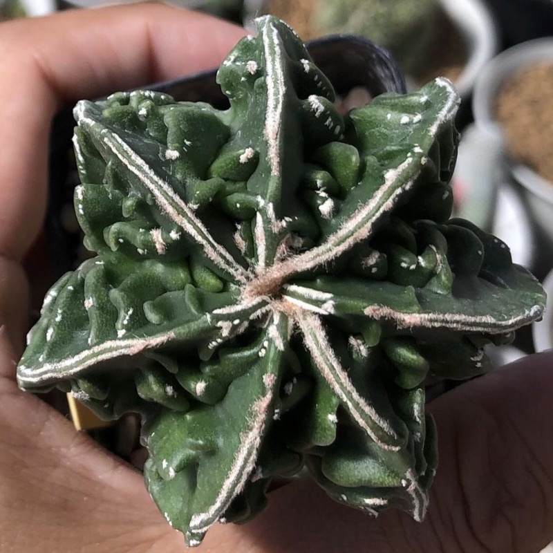 หน้ายับสวยนะคะต้นนี้-astrophytum-myriostigma-fukuryu-พูบางๆหน้ายับฝุดๆ