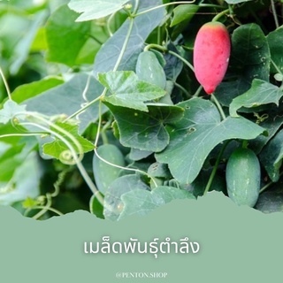 เมล็ดพันธุ์ตำลึง 5 เมล็ด  🔺ขั้นต่ำโปรดสั่งสินค้าภายในร้าน30บาทขึ้นไปค่ะ🙏