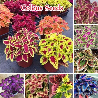 [100% Mayana] พร้อมสต็อกในมาเลเซีย100เมล็ด Ed S Coleus เมล็ดพันธุ์สำหรับปลูก Benih Pokok Bunga พันธุ์ไม้หายากขายดีเมล็ดพ