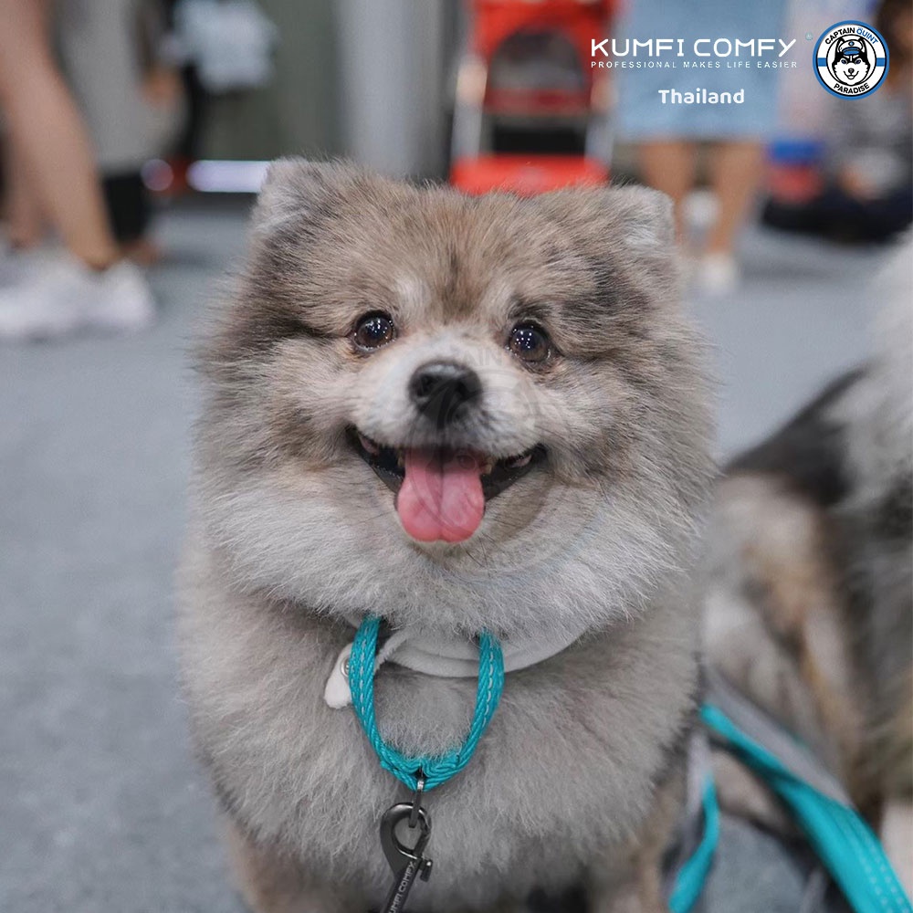 ปลอกคอสุนัข-lightweight-collar-kumfi-comfy-จากตัวแทนจำหน่ายอย่างเป็นทางการ-เจ้าเดียวในประเทศไทย