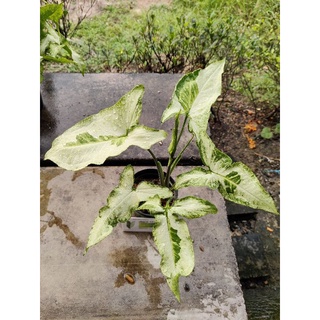 ทรีคิง Three King Syngonium เงินไหลมาด่างขาว 3 กษัตริย์