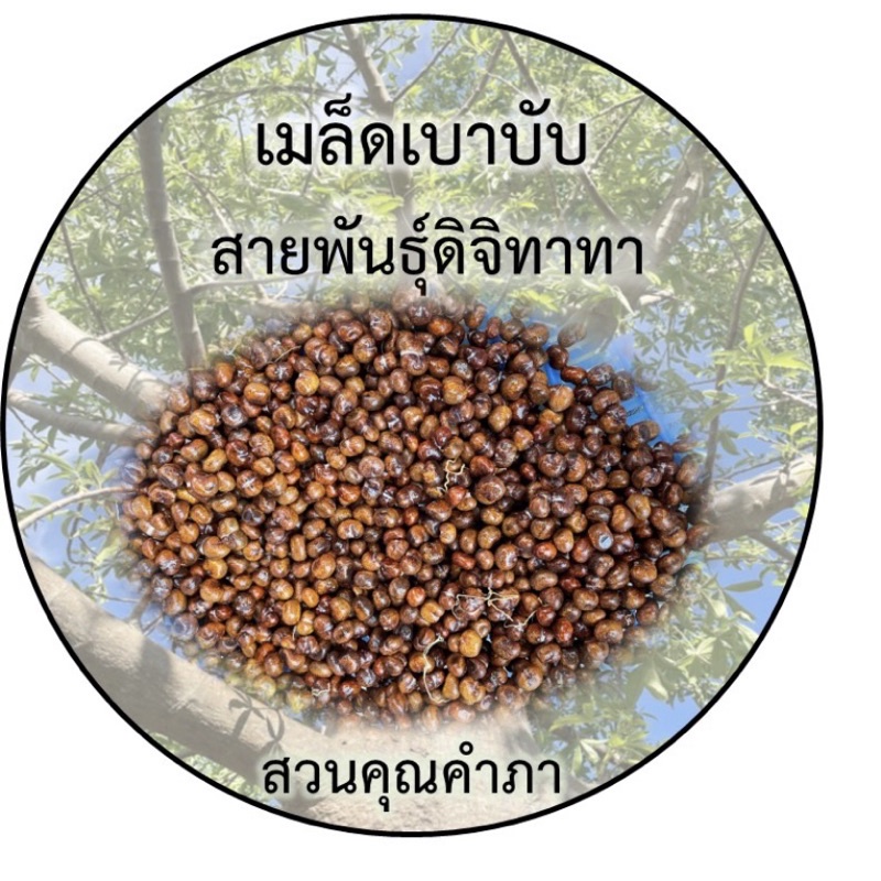 เมล็ดเบาบับพันธุ์ดิจิทาทา10-เเถม2เมล็ด