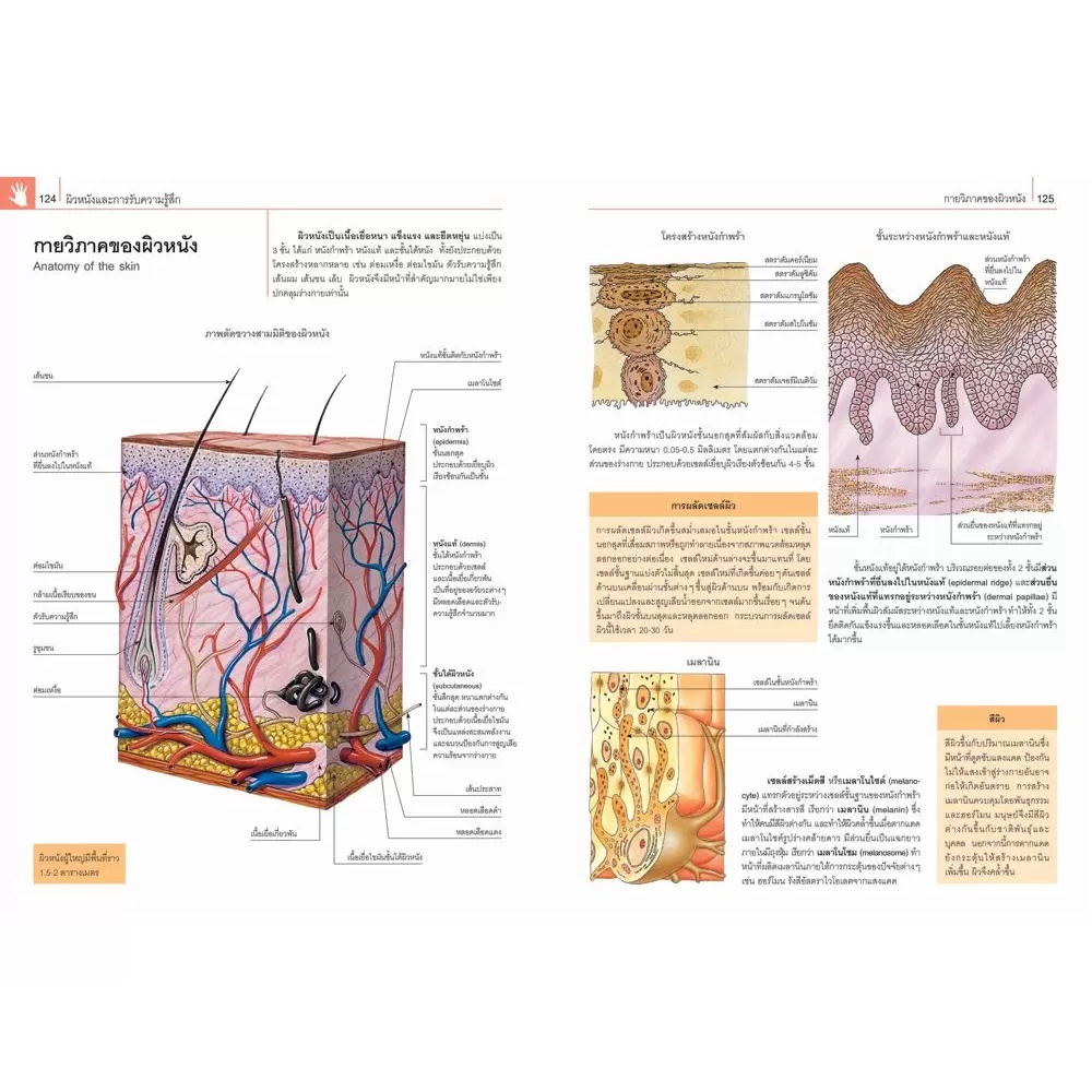 หนังสือ-กายวิภาคศาสตร์และสรีรวิทยา-nanmeebooks-นานมีบุ๊คส์