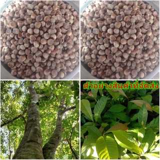 (1ต้น)(ขาย ต้นพันธุ์) ต้น ต้นก่อ หมากก่อ เนื้อคล้ายเกาลัด เกาลัดไทย เกาลัด ต้นเกาลัด / ไม้แปลก