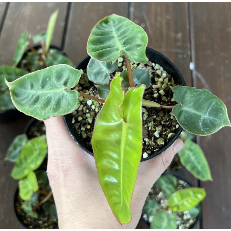 philodendron-billietiae-croat-กระถาง4