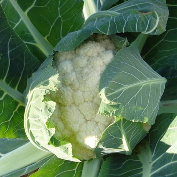 mixed-varieties-cauliflower-see-vegetable-seeds-เมล็ดพันธุ์ผัก-เต็มไปด้วยคุณค-นี่มันเมล็ดพืช-ไม่ใช่พืช