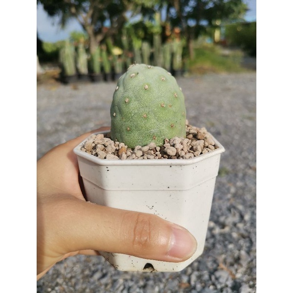 ไข่ไดโนเสาร์ ไข่มังกร​ มีราก​ 1​ ต้น​ ตรงปกภาพ22/3/65​ ​ Tephrocactus Cactus​ แคคตัส กระบองเพชร​ ไม้อวบน้ำ​