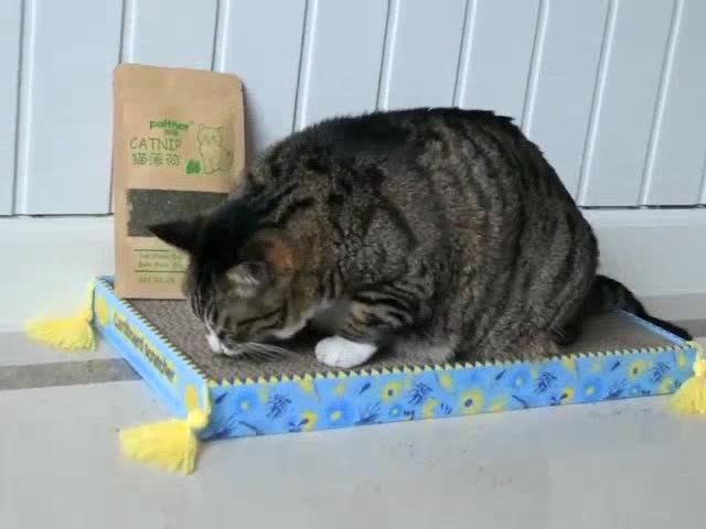 กัญชาแมว-แคทนิป-catnip-ของเล่นแมว-แคทนิปแบบหอม-ขนาด-10-กรัม-ของใช้แมว