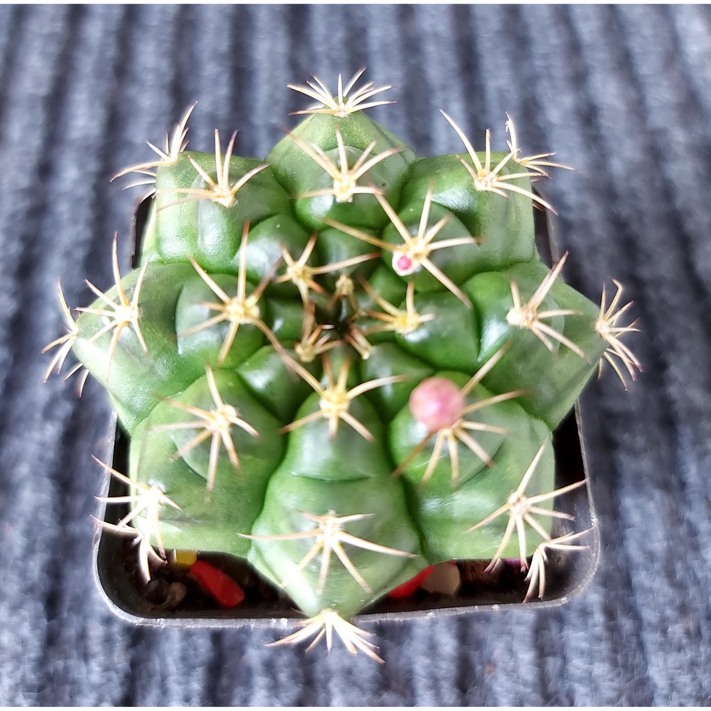 ยิมโน-ติดตุ่มดอก-คละแบบ-คละสีดอก-cactus-กระบองเพชร-gymnocalycium