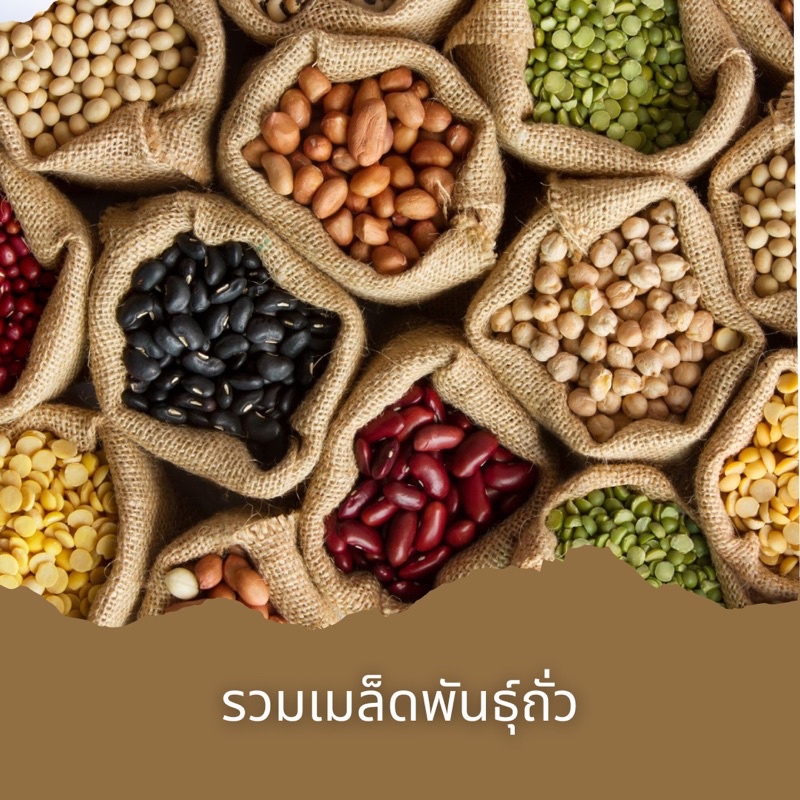 เมล็ดพันธุ์ถั่ว5-เมล็ด-ขั้นต่ำโปรดสั่งสินค้าภายในร้าน30บาทขึ้นไปไม่รวมค่าขนส่งค่ะ