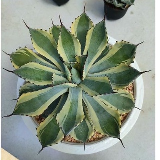 Cake Cactus Farm ไม้อวบน้ำ กระบองเพชร Agave potatorum cv. kichijokan อากาเว่ โพตาโตรัม คิชิโจคัน