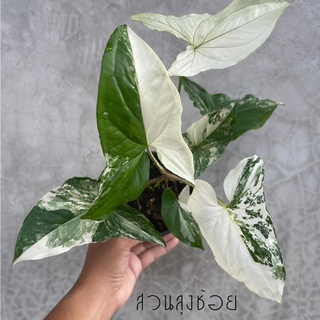 ต้นเงินไหลมาด่างขาว (SyngoniumPodophyllum)ขนาดกระถาง5นิ้ว-จำนวน5ใบขึ้นไป