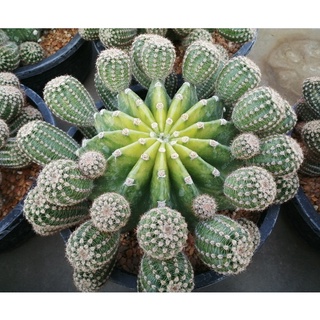 💥อิชินอปด่างหน่อเด็ดสด 5 บาท💥 Echinopsis ขนาด 2.5 ซม. ต้นแคคตัส ต้นกระบองเพชร (กรุณาอ่านรายละเอียดก่อนทำการสั่งซื้อครับ)