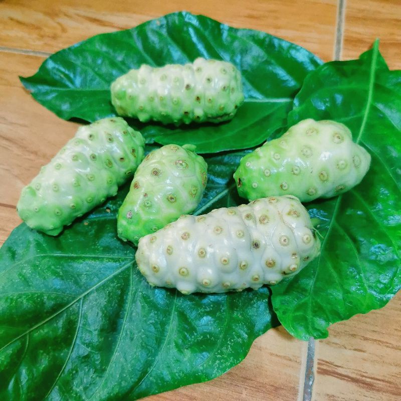 ลูกยอ-สด-ออร์แกนิค-ขนาด-1-กิโลกรัม