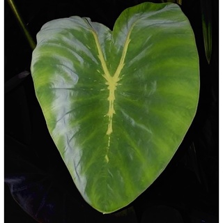 โคโลคาเซีย เยลโล่ แมงมุมแม่หม้ายเหลือง Colocasia yellow widow ส่งแบบเหง้าตัดใบ