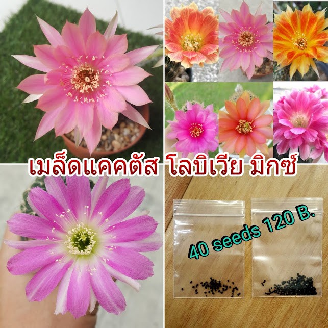 เมล็ดแคคตัส-เมล็ดกระบองเพชร-โลบิเวีย-มิกซ์-cactus-seeds