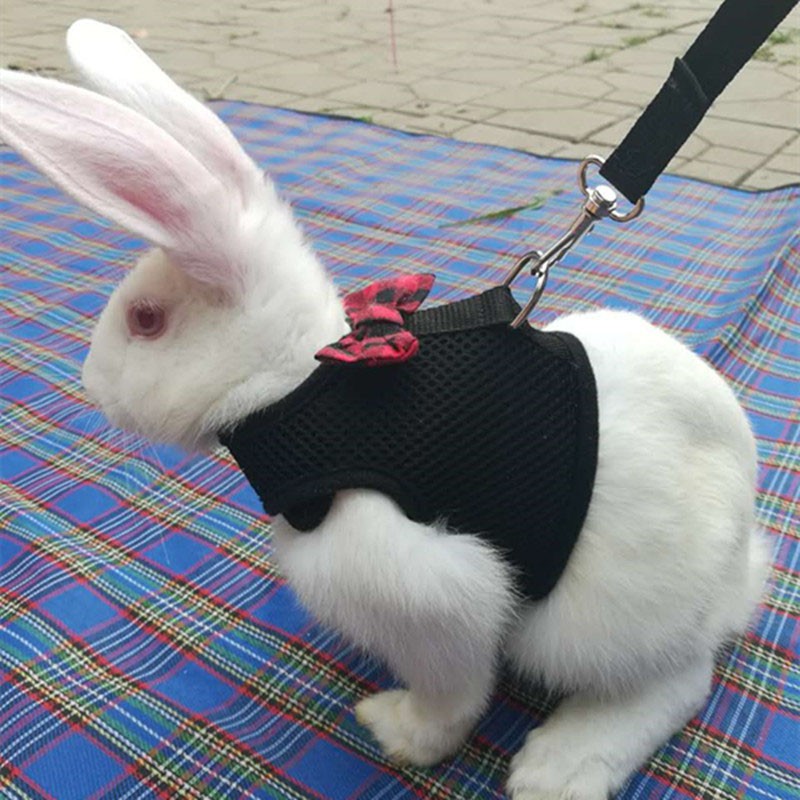 ชุดสายจูงกระต่าย-pet-ปลอกคอสัตว์เลี้ยง