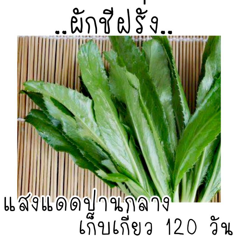 เก็บใหม่-500-เมล็ด-เมล็ดพันธุ์ผักชีฝรั่ง-เมล็ดผักชีฝรั่ง