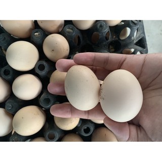 ไข่เชื้อสำหรับฟัก 10 แถม 2ฟอง พันธุ์โรดแดงอเมริกา ไข่ไก่ ไข่ไก่สายพันธุ์แท้