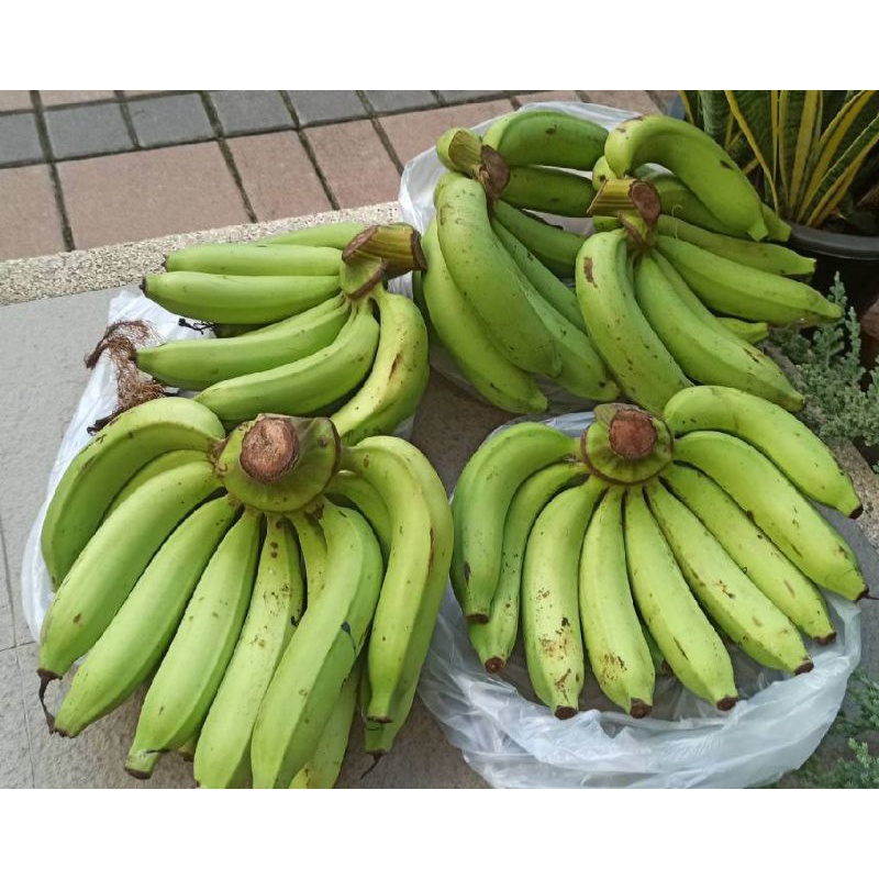 กล้วยหอมทอง-gros-michel-banana-กล้วยน้ำว้า-pisang-awak-banana-สวนเพชรบุรี