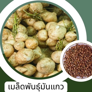 เมล็ดพันธุ์มันแกวราคาถูกมากก 5 🔺ขั้นต่ำสั่ง30บาทขึ้นไปคละพันธุ์ได้