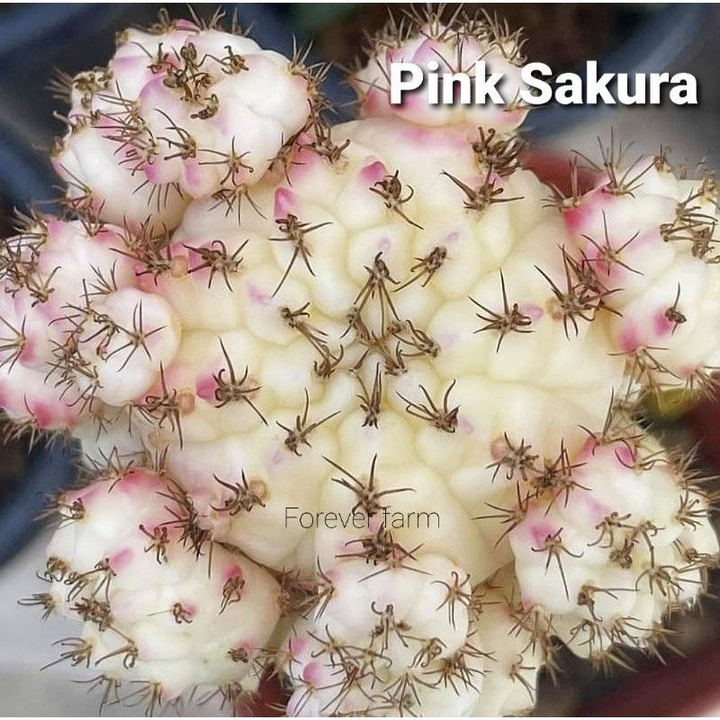แคคตัส-ไม้กราฟ-ยิมโน-พิงค์ซากุระ-pink-sakura-สีสวยหวาน