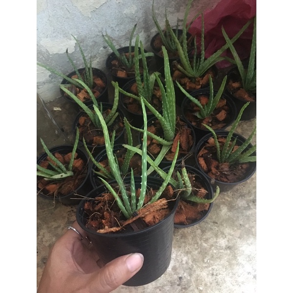 ว่านหางจระเข้-aloe-vera