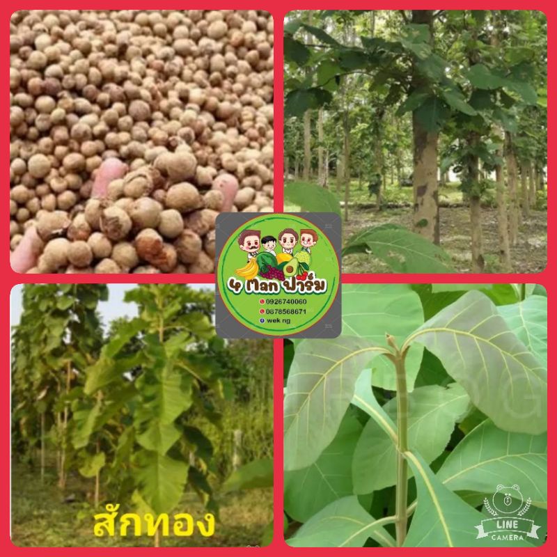 เมล็ดพันธุ์ต้นสักทอง-เมล็ดพันธุ์สักทอง-เม็ดพันธุ์ต้นสักทอง-เมล็ดพันธุ์ไม้เศรษฐกิจ-ชุดล่ะ100-เมล็ด