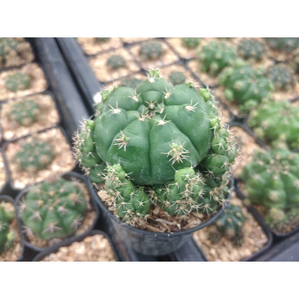 ยิมโนแม่ลูกดก-gymnocalycium-damsii-4-5ซม-ต้นกระบองเพชร-ต้นแคคตัส-กรุณาอ่านรายละเอียดก่อนทำการสั่งซื้อ