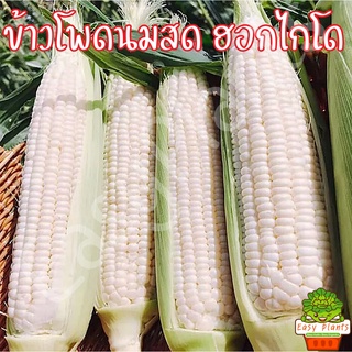 เมล็ดพันธุ์ ข้าวโพดนมสด ฮอกไกโด ถูกที่สุด พันธุ์หวาน หนึบหนับ หอม มัน