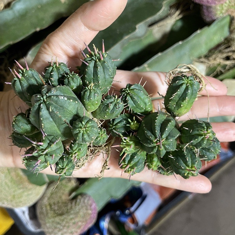 ถูกสุด-cactus-ยูโฟเบีย-นักกล้าม-กระบองเพชร-แคคตัส-euphorbia