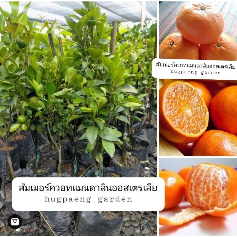 ต้นส้มเมอร์คอทแมนดาริน-murcott-mandarin-orange