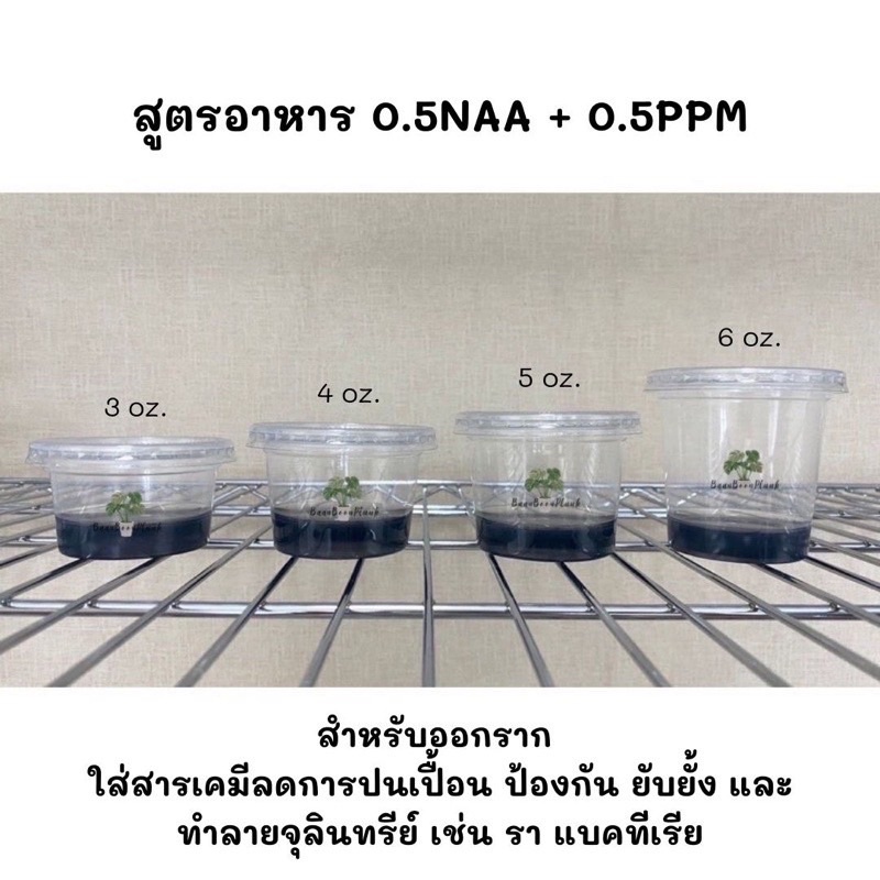 ภาพสินค้าจัดเซต 6 + PPM - อาหารเพาะเลี้ยงเนื้อเยื่อพืช จากร้าน bonnie.planttissue บน Shopee ภาพที่ 4