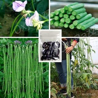 อินทรีย์ ต้น ดอก/เมล็ดพันธุ์ถั่ว3ฟุต 15เมล็ด ถั่วฝักยาว3ฟุต Yard Long Bean ORIJ