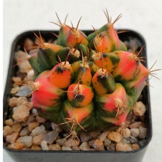 Cake Cactus Farm กระบองเพชร Gymnocalycium mihanovichii variegated  T31115   English red  ยิมโนด่าง