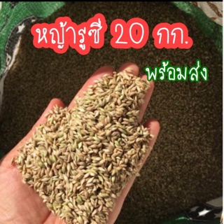 #เมล็ดหญ้ารูซี่ 🌱🌱 กิโลกรัมละ 130 บาท 1 กก. ต่อ 1 งาน.เซท20 กก.