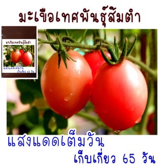 ภาพหน้าปกสินค้า50 เมล็ด เมล็ดพันธุ์มะเขือเทศส้มตำ (สีดา) ที่เกี่ยวข้อง