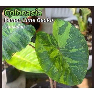 Colocasia Lemon lime gecko 💥ตัดใบส่ง💥