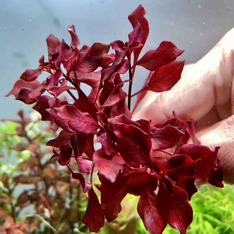 ลัดวิเจีย-มินิซุปเปอร์เรด-ludwigia-mini-super-red-กิ่งละ-10-บาท-ไม้น้ำมือใหม่-ไม้เเดง