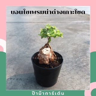 ภาพหน้าปกสินค้าบอนไซ พร้อมกระถาง 3นิ้ว มีหลายสายพันธุ์ ที่เกี่ยวข้อง