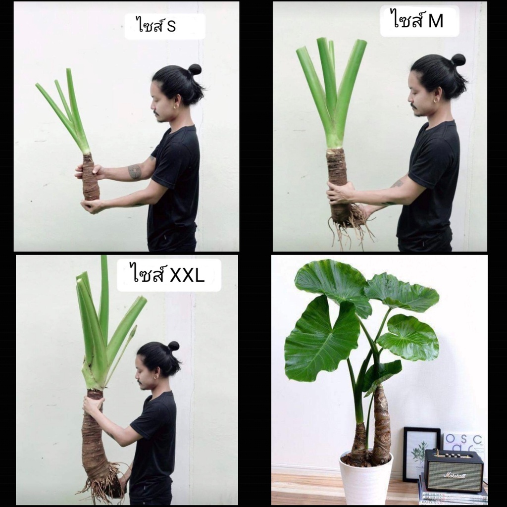 1หัว-ขาย-หัวพันธุ์-ต้น-หัว-ทรง-บอนไซ-ต้นกระดาด-กระดาษ-บอน-บอนยักษ์-บอนใบใหญ่-กระดาด-กะดาด-บอนกระดาษ-บอนกระดาด-ยักษ์