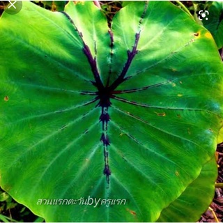 Alocasia black widow ฟาโรห์เสิ้นเจิ้น หรือบอนแม่ม้ายแมงมุมดำ จัดส่งเป็นต้นตัดใบ