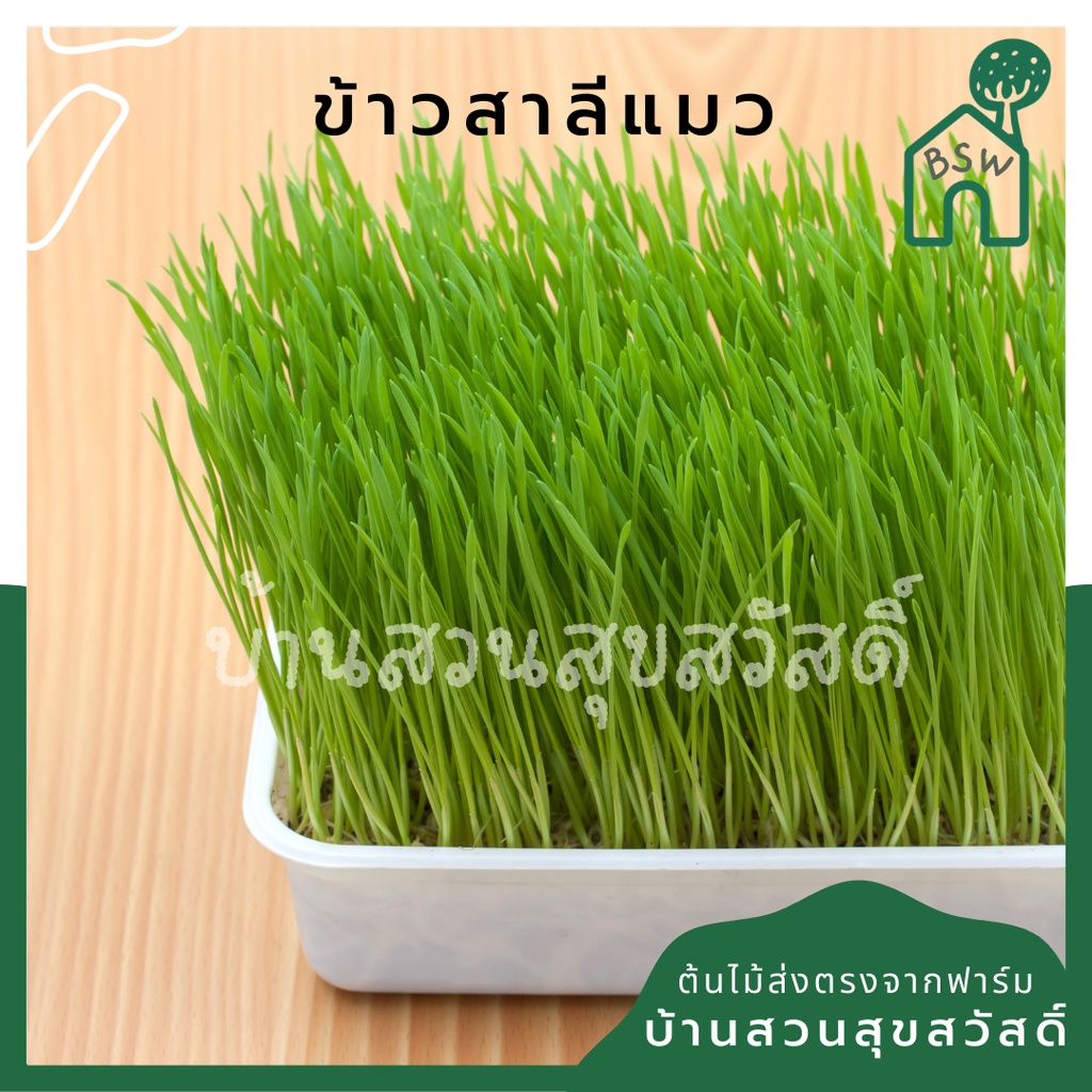 ต้นข้าวสาลี-ให้น้องหมา-น้องแมว-ทานได้