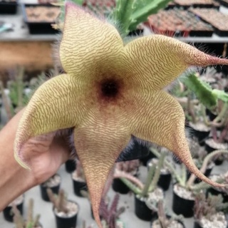 💥เก๋งจีนดอกปลาดาว 💥Stapelia Gigantea ขนาด 5 ซม. ต้นแคคตัส  ต้นกระบองเพชร  (กรุณาอ่านรายละเอียดก่อนทำการสั่งซื้อครับ)