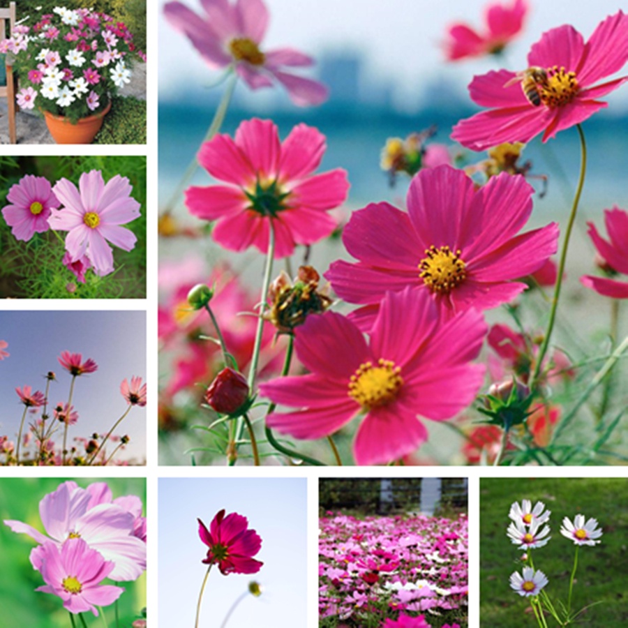100 แคปซูล/ถุง เมล็ดพันธุ์ ดอกคอสมอส Cosmos seeds สามารถปลูกได้ทั่ว ...
