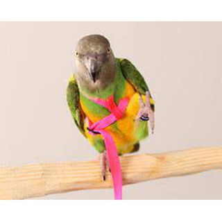 นก parrot sunday conure, sling สำหรับ outdoor