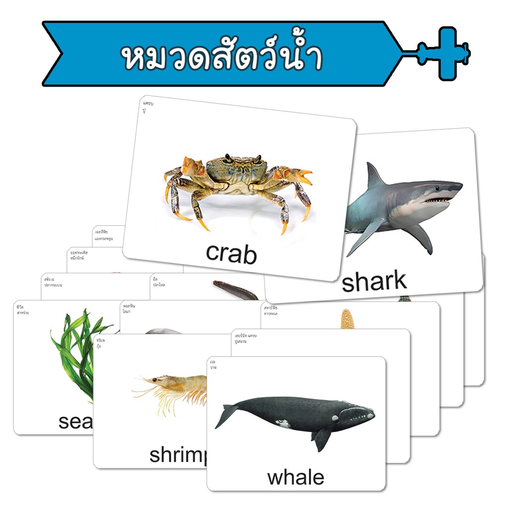 ภาพหน้าปกสินค้าแฟลชการ์ด หมวดสัตว์น้ำ บัตรคำ แนวการสอนเดียวกับ ชิจิดะ เฮกุรุ บัตรคำศัพท์ Flashcard